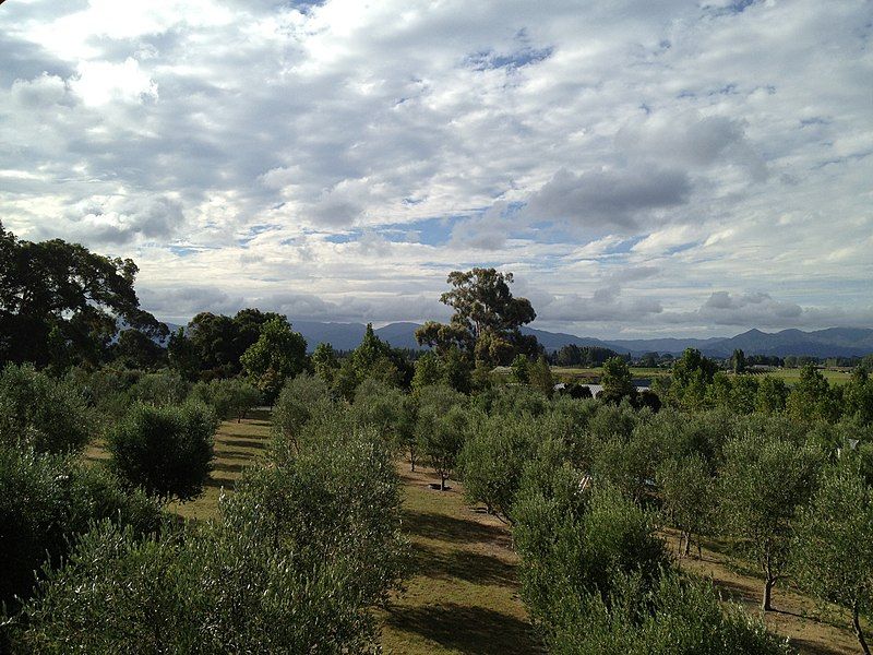 File:Riverlands Olive Grove.jpg