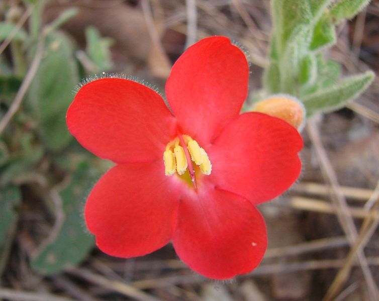 File:Ruellia affinis.jpg