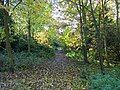 Woodland in Snibston's Country Park