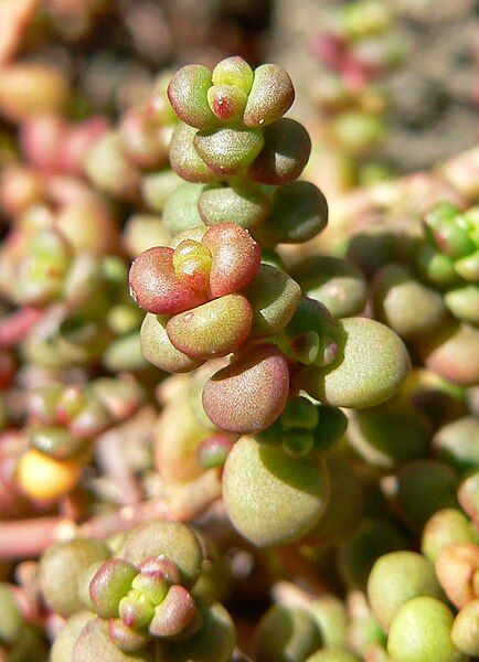 File:Sedum divergens 2.jpg