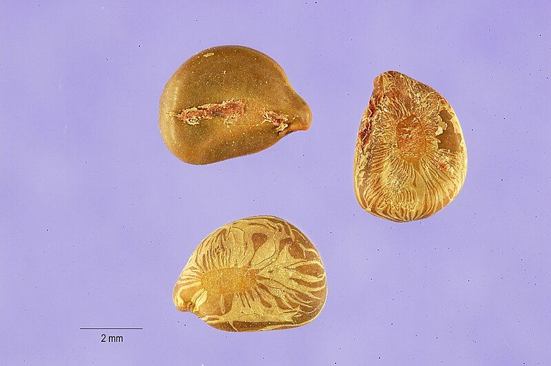 File:Senna sophera seeds.jpg