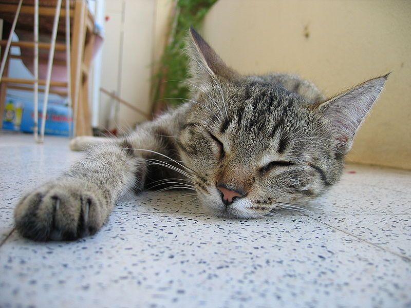 File:Sleeping cat.jpg