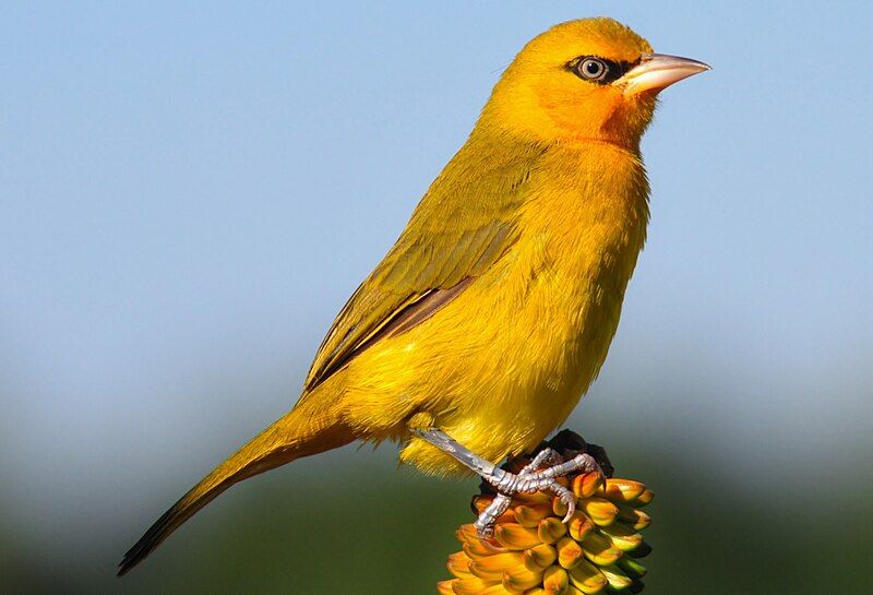 File:Spectacled Weaver.jpg