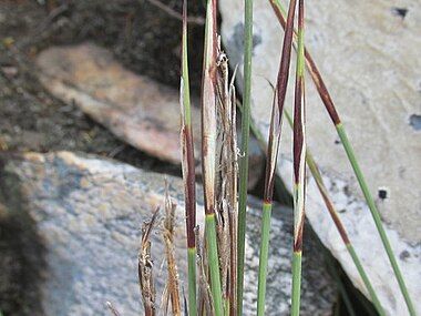 Flowering heads