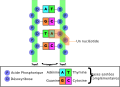 Structure de l'Acide Désoxyribonucléique on fr.wikipedia.org (Image:Structure-ADN.svg)