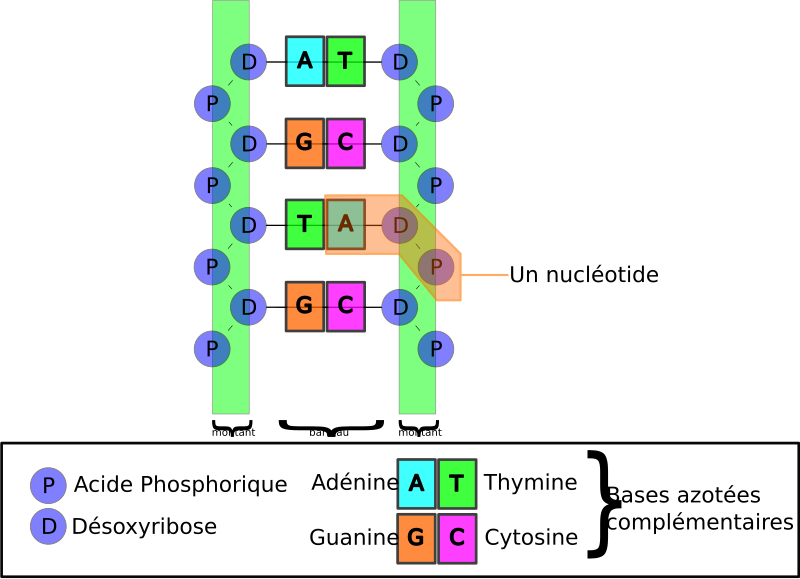 File:Structure-ADN.svg