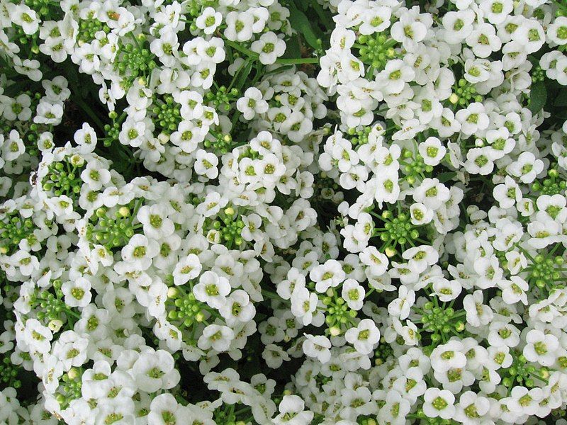 File:Sweet alyssum.jpg