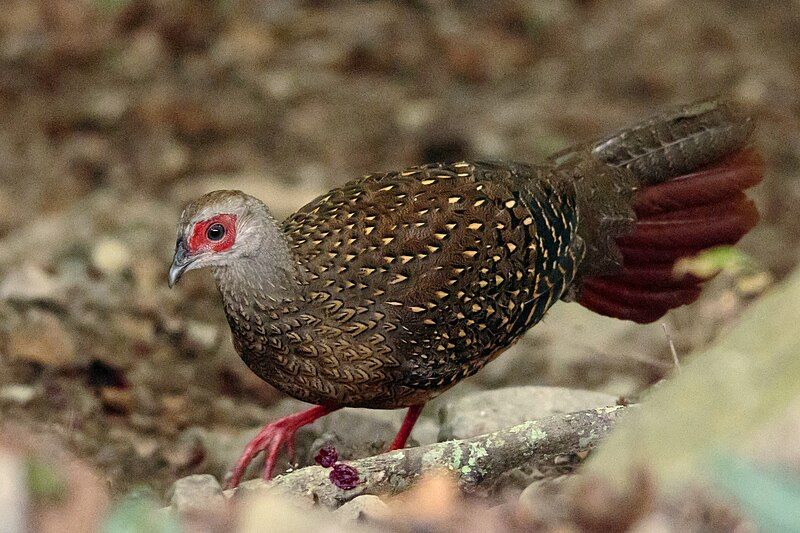 File:Swinhoe's Pheasant Female.jpg