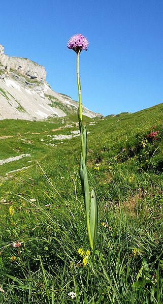 File:Traunsteinera globosa 250708b.jpg