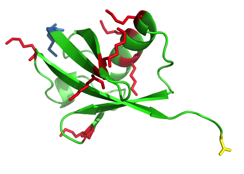 File:Ubiquitin Lysines.png