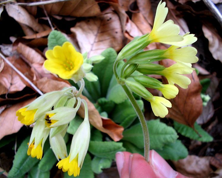 File:Vergleich-Primula-elatior-veris.jpg