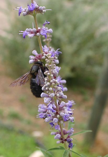 File:Vitex-agnus-castus-flowers.JPG