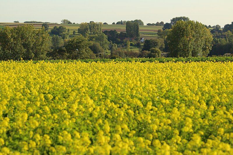 File:Vlaamse Ardennen 08.jpg