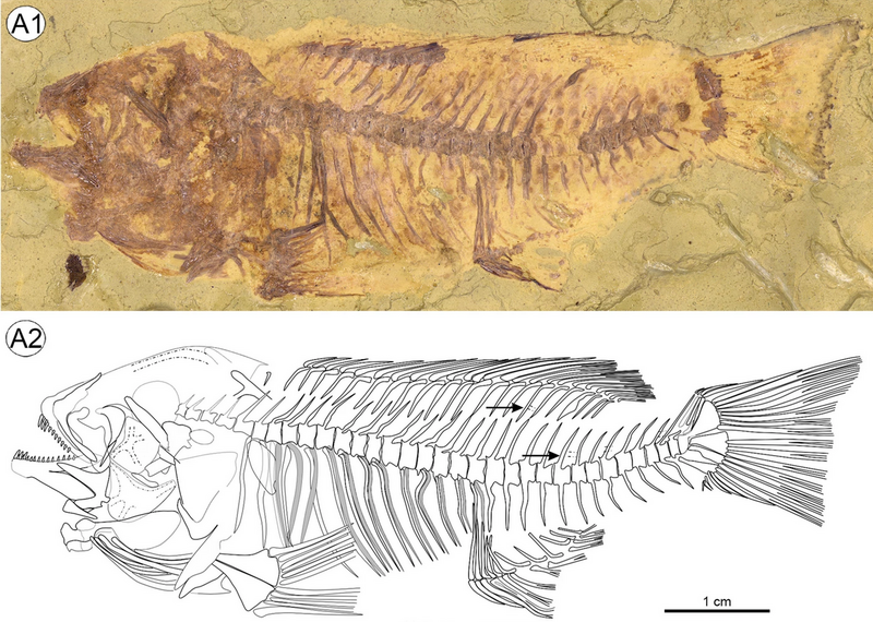 File:Warilochromis skeleton.png