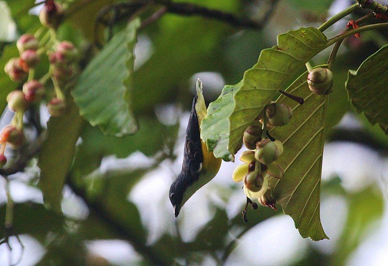 File:White-throated Flowerpecker.jpg