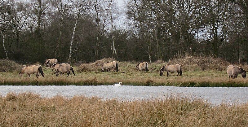 File:Wild Konik ponies.jpg