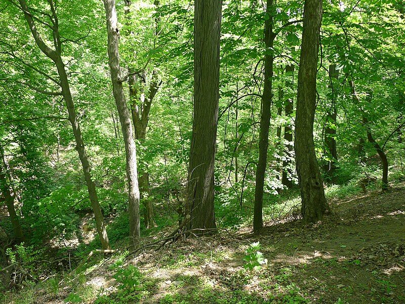 File:Willowbank ravine.JPG