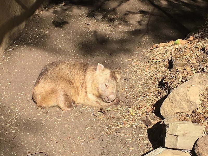 File:Wombat Sleeping.jpg