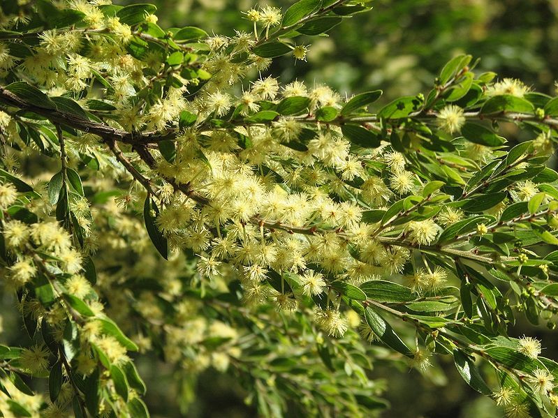 File:Acacia howittii.jpg