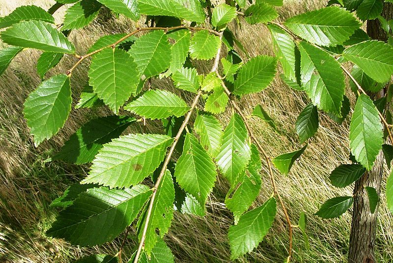 File:Accolade foliage.JPG