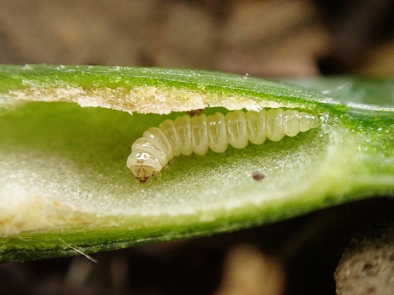 File:Acrocercops leucocyma larva.jpg