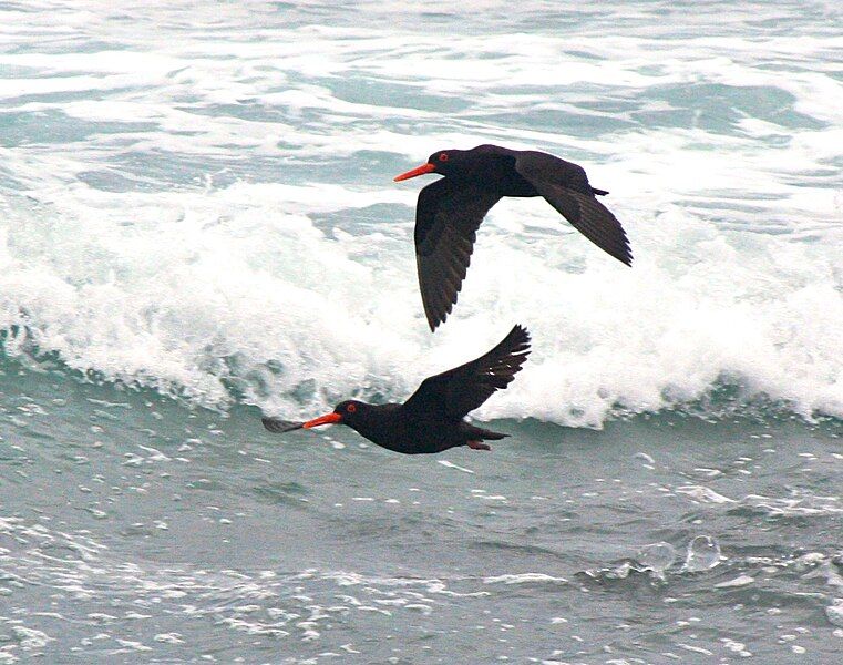 File:African black oystercatchers.JPG