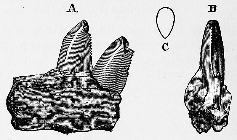 File:Ankistrodon.jpg