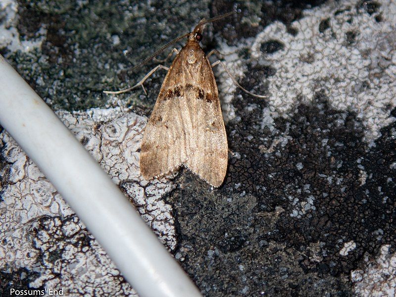 File:Antiscopa acompa 172806292.jpg