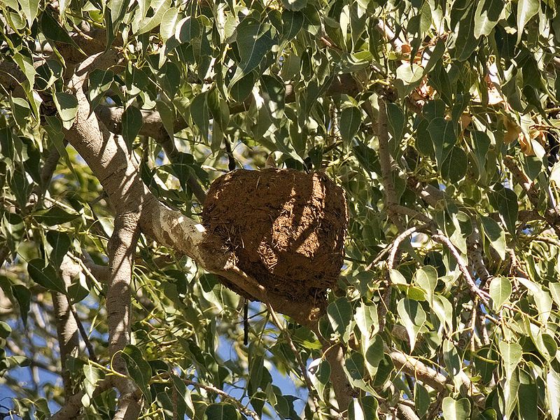 File:Apostlebird nest.jpg