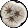 Aspergillus trinidadensis growing on MEAOX plate