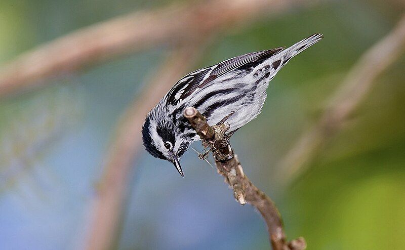 File:Black-and-white-warbler-109a.jpg