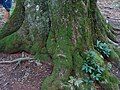 The roots of the centuries-old beech tree in Bulgarka Nature Park