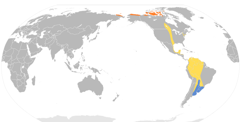 File:Calidris subruficollis map.svg