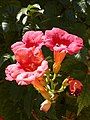 Campsis radicans