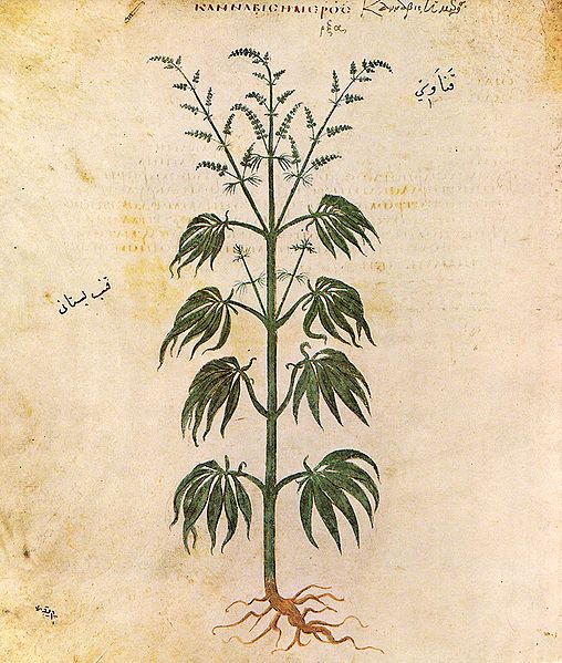 File:Cannabissativadior.jpg