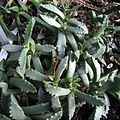 C. ringens foliage