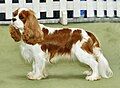 The lead image from the article Cavalier King Charles Spaniel