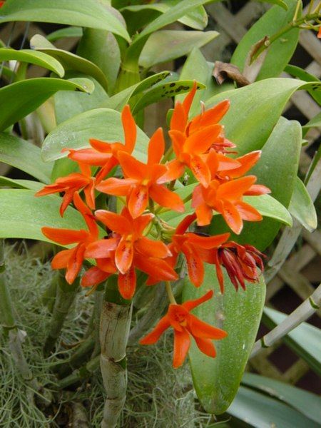 File:Cattleya aurantiaca 2.JPG