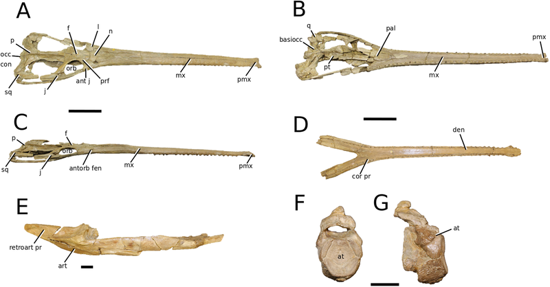 File:Charitomenosuchus.png