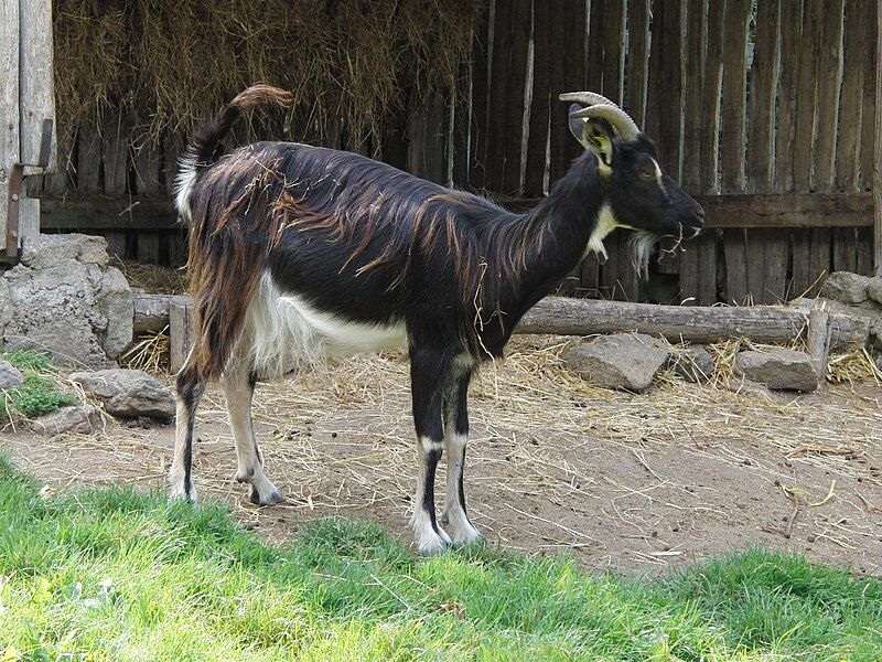 File:Chevre poitevine 101.JPG