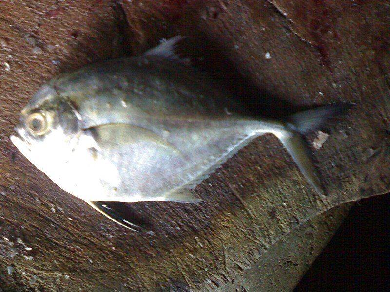 File:Cleftbelly trevally.jpg