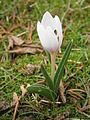 Colchicum hungaricum