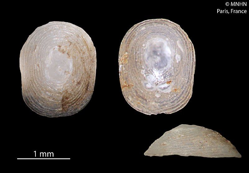 File:Colotrachelus hestica (MNHN-IM-2000-4953).jpeg