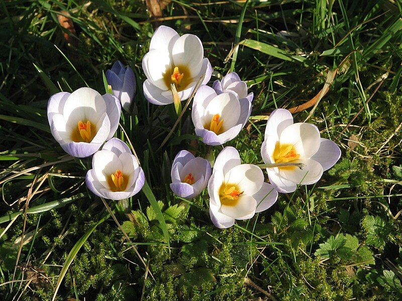 File:Crocus 'Blue Pearl'05.jpg