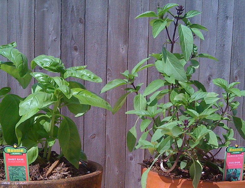 File:CroppedSweetBasilOrThaiBasil0314.JPG