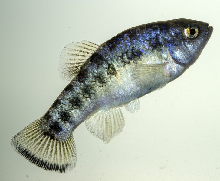 File:Cyprinodon macrolepis.tif