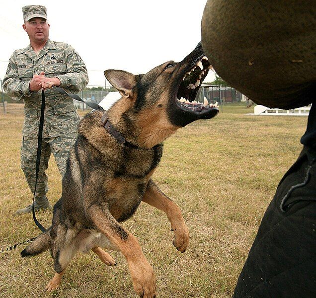 File:Dog attack (USAF).jpg