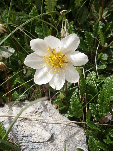 File:Dryas octopetala 004.JPG