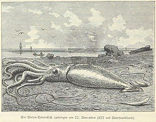 ?#44 (21/11/1877) Giant squid beached on the Newfoundland coast, apparently on 22 November 1877 (Heydebrand und der Lasa, 1887:72, fig.; closest is #44 from 21 November, from Smith's Sound). Two figures standing over the specimen, which are present in the original, have been removed in this version. Note the similarity to this illustration of the Catalina specimen.