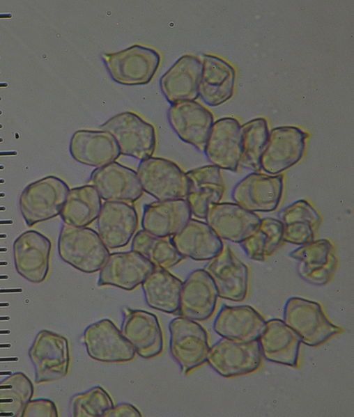 File:Entoloma haastii 38064.jpg